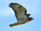 RED-TAILED HAWK