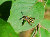 EASTERN YELLOWJACKET ( Vespula maculifrons )