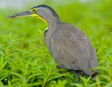 BARE-THROATED TIGER-HERON