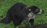 WHITE-NOSED COATI