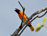 BALTIMORE ORIOLE