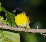 YELLOW-BELLIED SISKIN