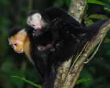 CAPUCHIN MONKEYS