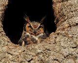 GREAT HORNED OWL