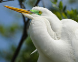 GREAT EGRET