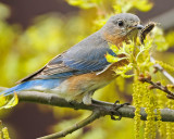 EASTERN BLUEBIRD