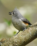 TUFTED TITMOUSE