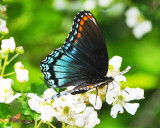 RED SPOTTED PURPLE ADMIRAL