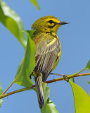 PRAIRIE WARBLER