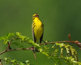 PRAIRIE WARBLER