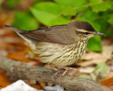 NORTHERN WATERTHRUSH