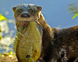 RADNOR LAKE OTTER AND BLUEGILL