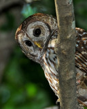 BARRED OWL