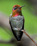 ANNAS HUMMINGBIRD