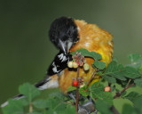 BLACK-HEADED GROSBEAK