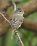 NORTHERN BEARDLESS-TYRANNULET