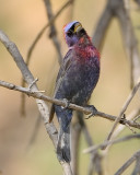 VARIED BUNTING