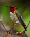 ANNAS HUMMINGBIRD