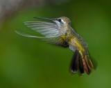 ANNAS HUMMINGBIRD