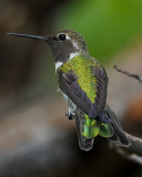 ANNAS HUMMINGBIRD