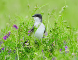 EASTERN KINGBIRD