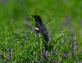 RED-WINGED BLACKBIRD