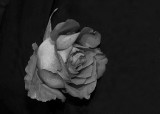 black rose copy.jpg