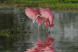 Roseate Spoonbill