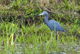 Blue Heron