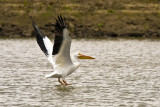 Louisiana White Pelican