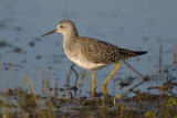 Lesser Yellowlegs ?