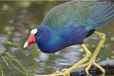 Purple Gallinule