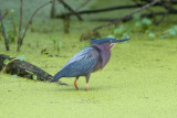 Green Heron