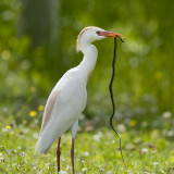 Cattle Egret with Snake