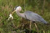 Great Blue Heron with a Bull Frog
