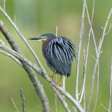 Green Heron