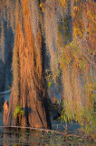 Fall Cypress Sunset