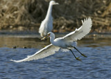 Egret Feeding on Perch