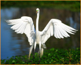 Egret Landing