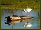 Ibis