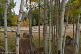 Fall Aspens