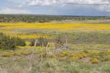 leading to yellow field