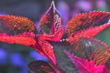 THE AWESOME COLEUS