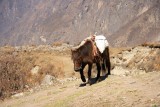 Pony on a trail