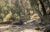 Through the forest
