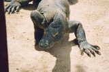 Varanus komodoensis