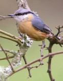 Nuthatch