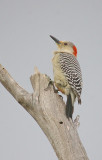 Red Bellied  Woodpecker - Melanerpes carolinus