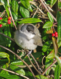 Blackcap male