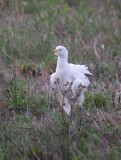 Cattle Egret